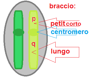 cromosoma p e q