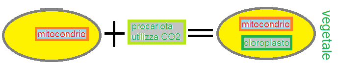 Comparsa degli eucarioti vegetali