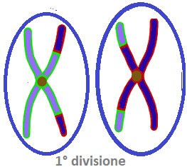 1° divisione meiotica