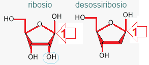ribosio e desossiribosio