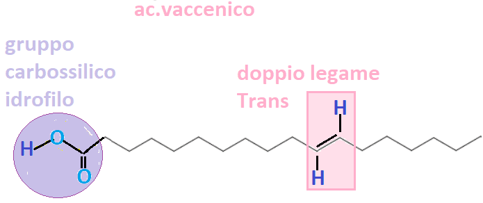 legame trans di ac.vaccinico