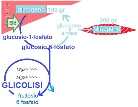 L'insulina deposita il glicogeno