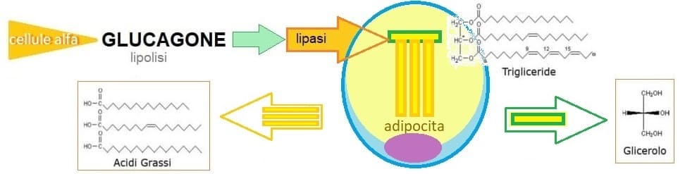 lipolisi governata dal glucagone