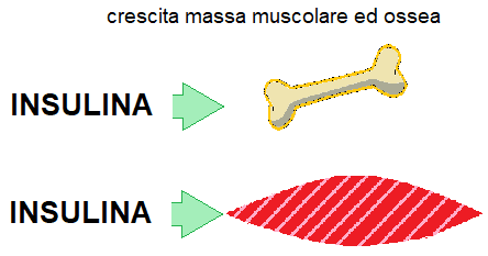 L'insulina stimola ossa e muscoli