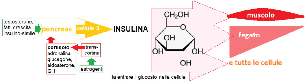 L'insulina stimola l'ingresso del glucosio cellulare