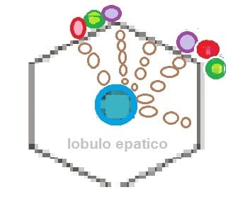 lobulo epatico