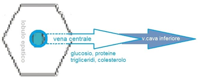 dalla vena centrale del fegato