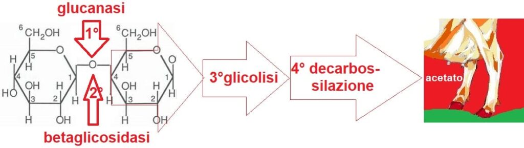 digestione della cellulosa 