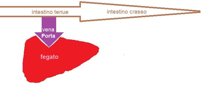 percorso vena porta