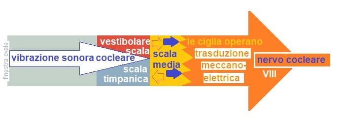 senso dell'udito orecchio interno