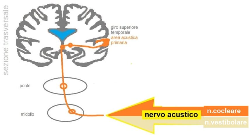 senso dell'udito cerebrale
