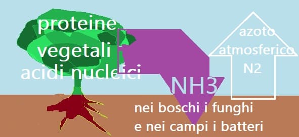 chiusura ciclo azoto